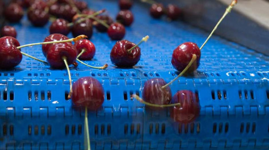 CherriesGallery4